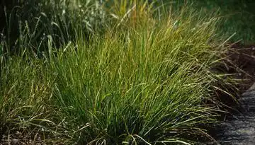 Фото Sesleria autumnalis (Sesleria autumnaliss)
