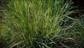 Photo of Sesleria heufleriana (Sesleria heuflerianas)