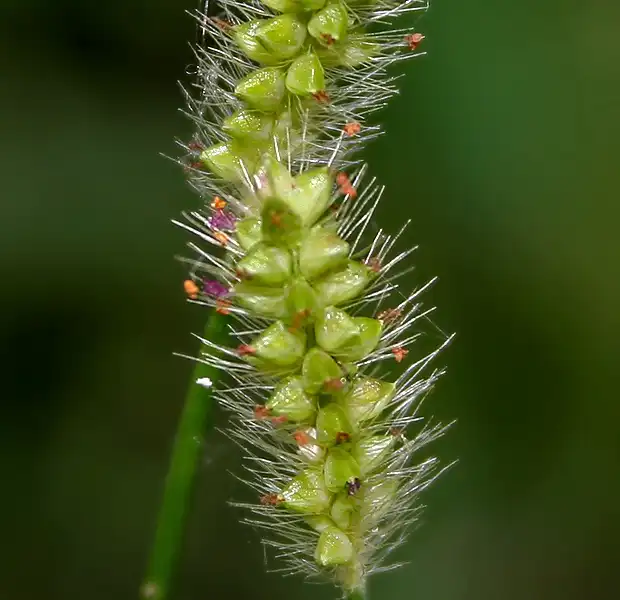 Фото Setaria pumila (Setaria pumilas)