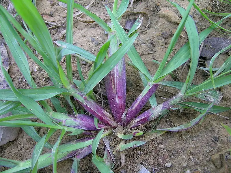 Фото Setaria pumila (Setaria pumilas)