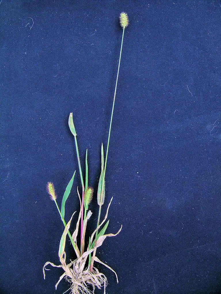 Фото Setaria pumila - Habit:Harry Rose