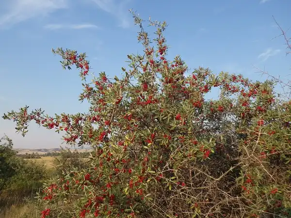 Фото Shepherdia argentea (Shepherdia argenteas)