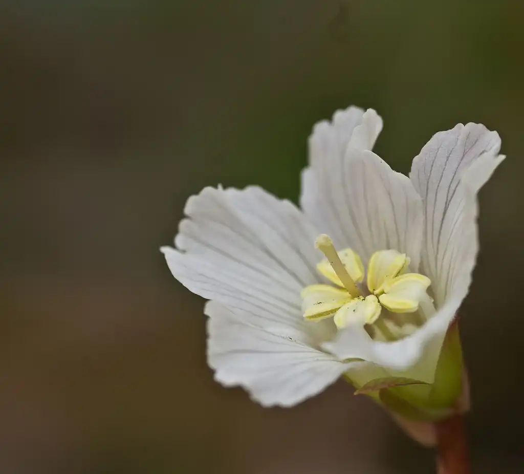 Foto de Shortia galacifolia (Shortia galacifolias)