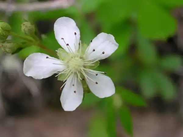 Foto de Sibbaldia tridentata (Sibbaldia tridentatas)