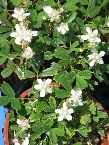 Foto de Sibbaldia tridentata (Sibbaldia tridentatas)