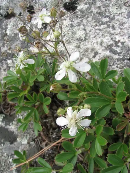 Foto de Sibbaldia tridentata - Flowers:Kerry Woods