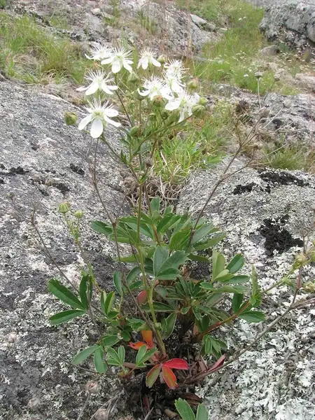 Foto de Sibbaldia tridentata - Form:Kerry Woods