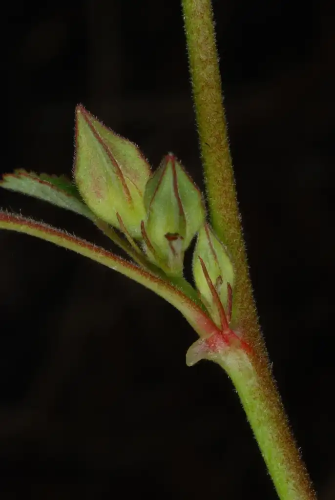 Фото Sida spinosa (Sida spinosas)