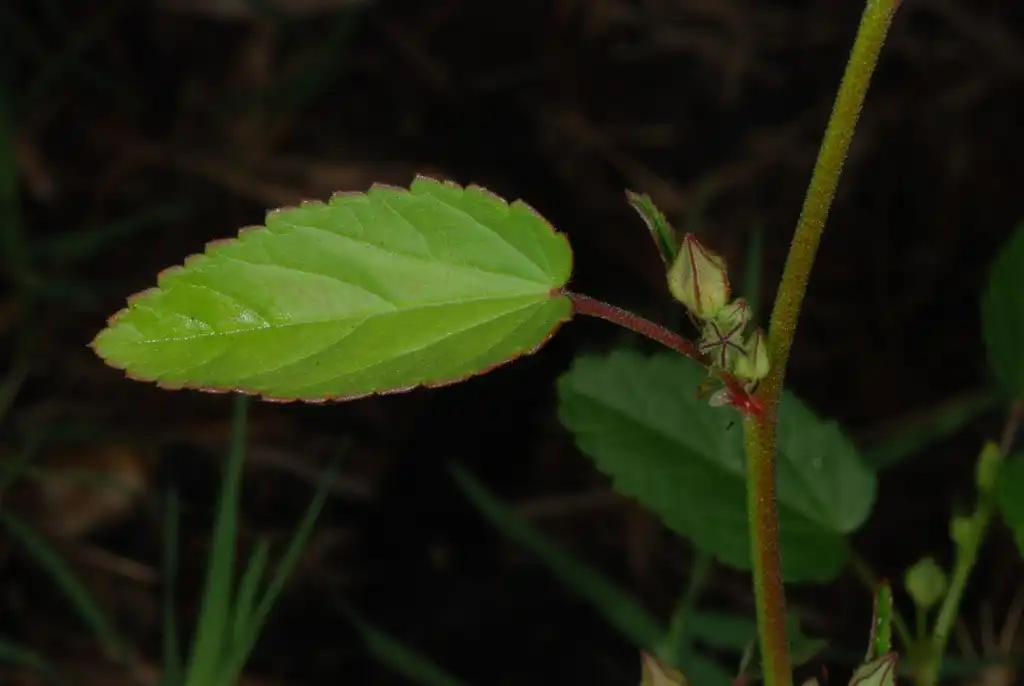 Фото Sida spinosa (Sida spinosas)