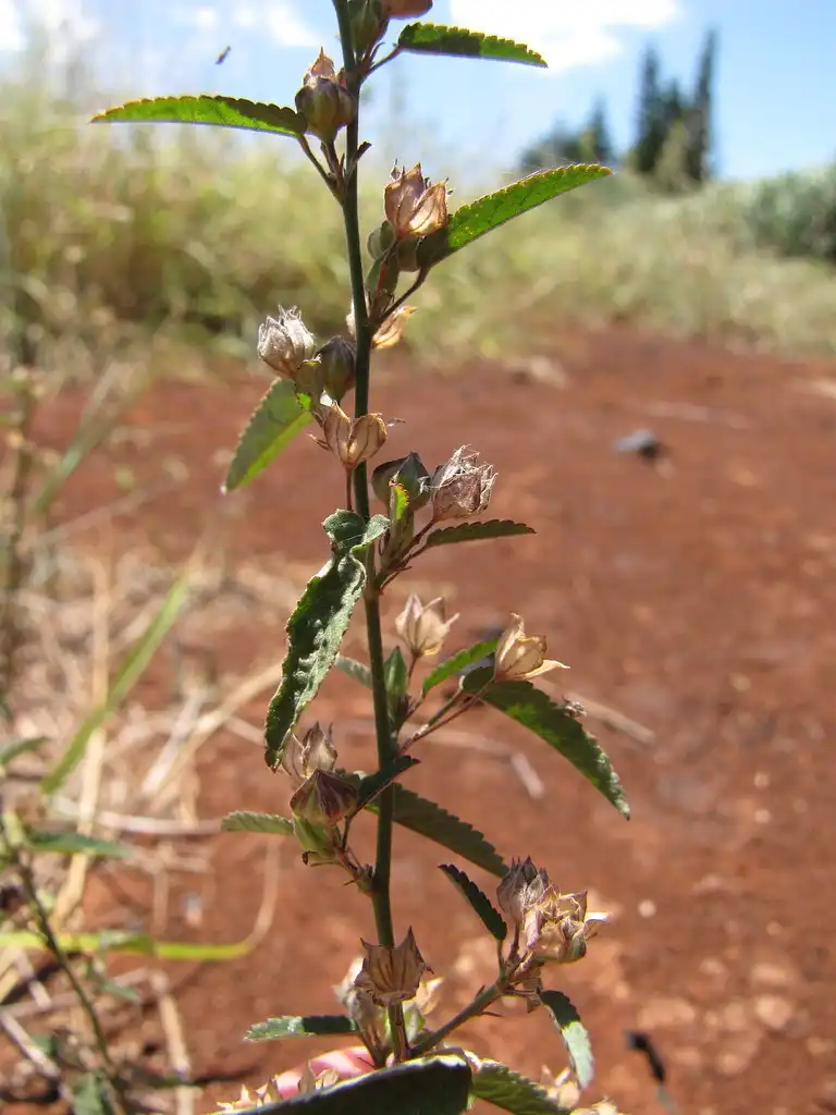 Фото Sida spinosa - Form:Forest & Kim Starr