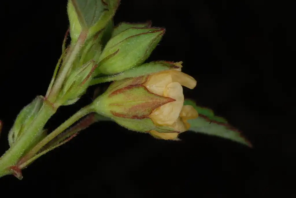 Фото Sida spinosa - (Guilford County, NC)-Late Summer:Douglas Goldman, USDA