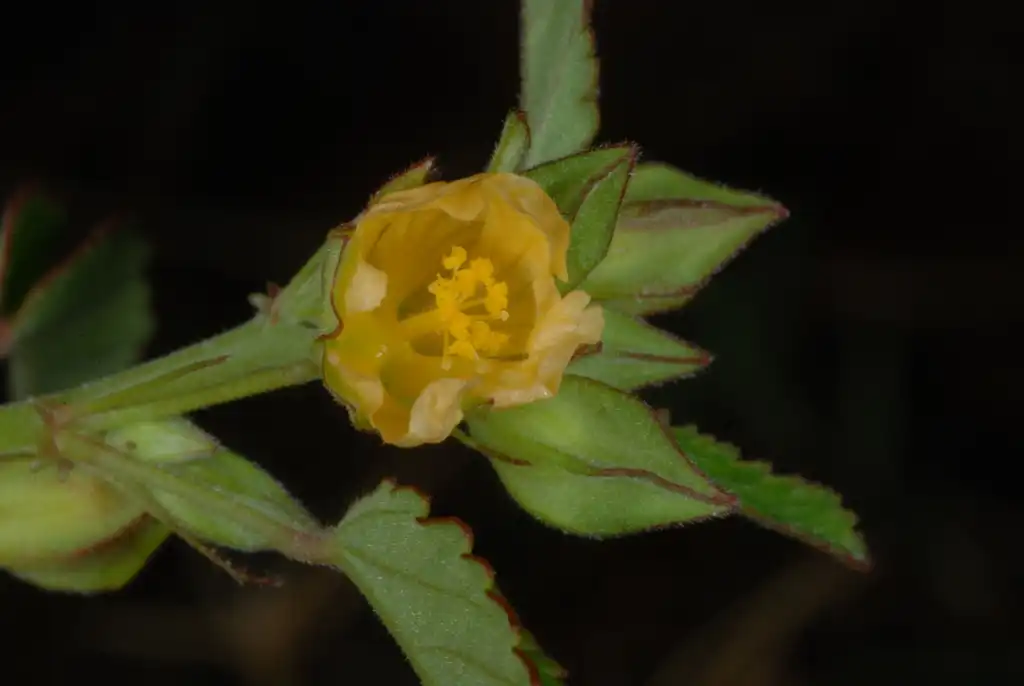 Фото Sida spinosa - (Guilford County, NC)-Late Summer:Douglas Goldman, USDA