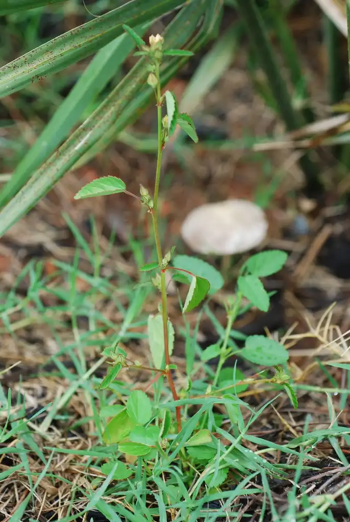 Фото Sida spinosa - (Guilford County, NC)-Late Summer:Douglas Goldman, USDA