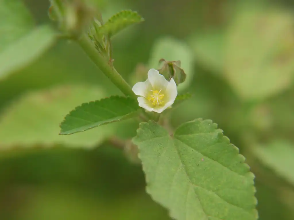 Фото Sida spinosa - Flower and leaves:Dinesh Valke