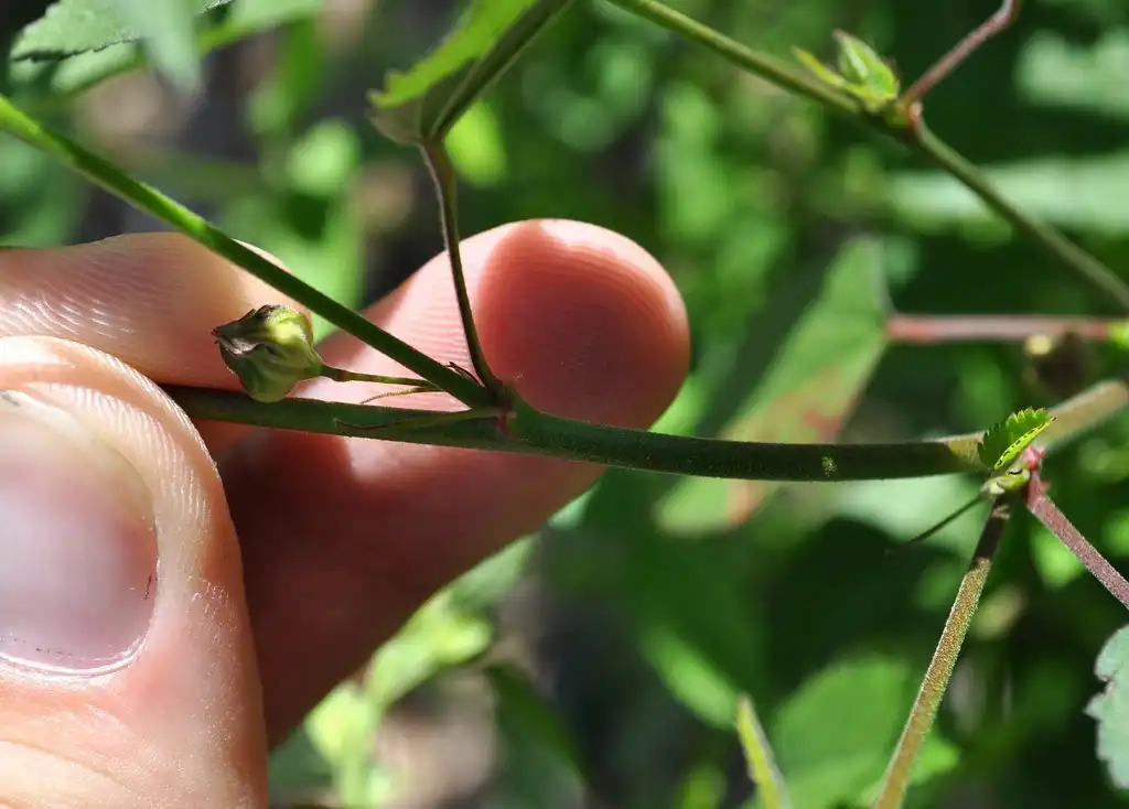 Фото Sida spinosa - Branch with bud:NY State IPM Program
