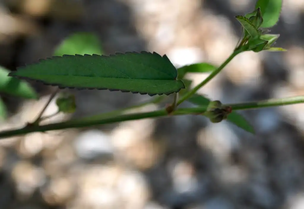 Фото Sida spinosa - Leaf close up:NY State IPM Program