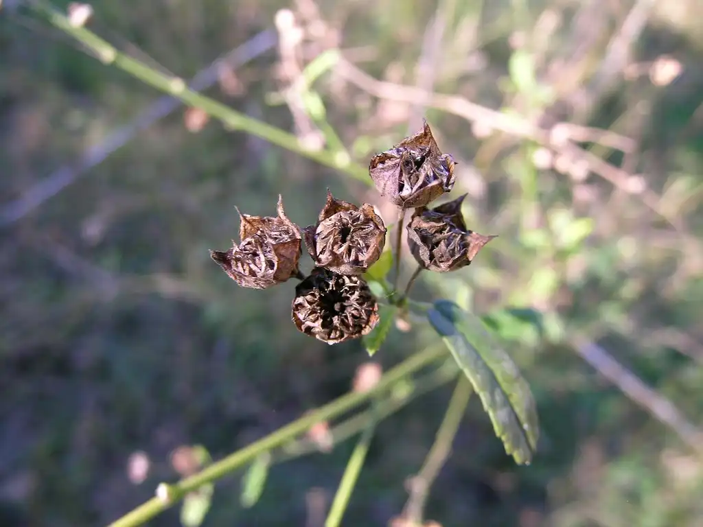 Фото Sida spinosa - Fruit:Harry Rose