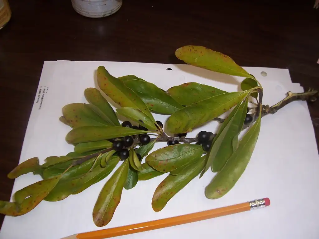 Photo of Sideroxylon lanuginosum (Sideroxylon lanuginosums)