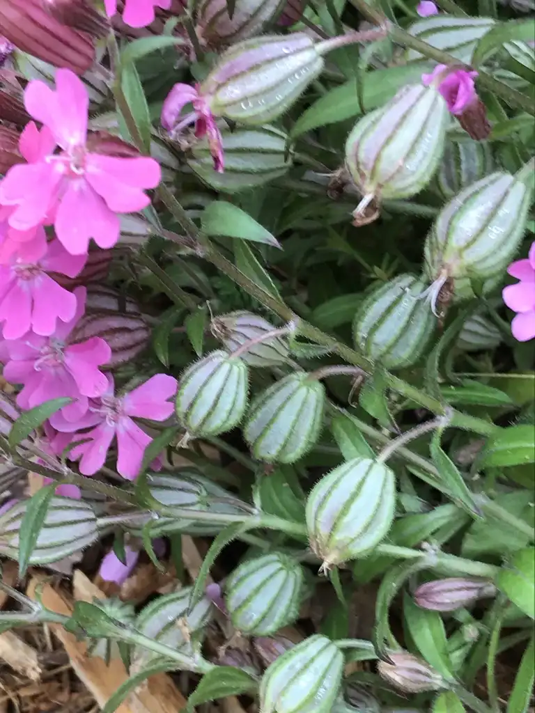 Фото Silene caroliniana (Silene carolinianas)