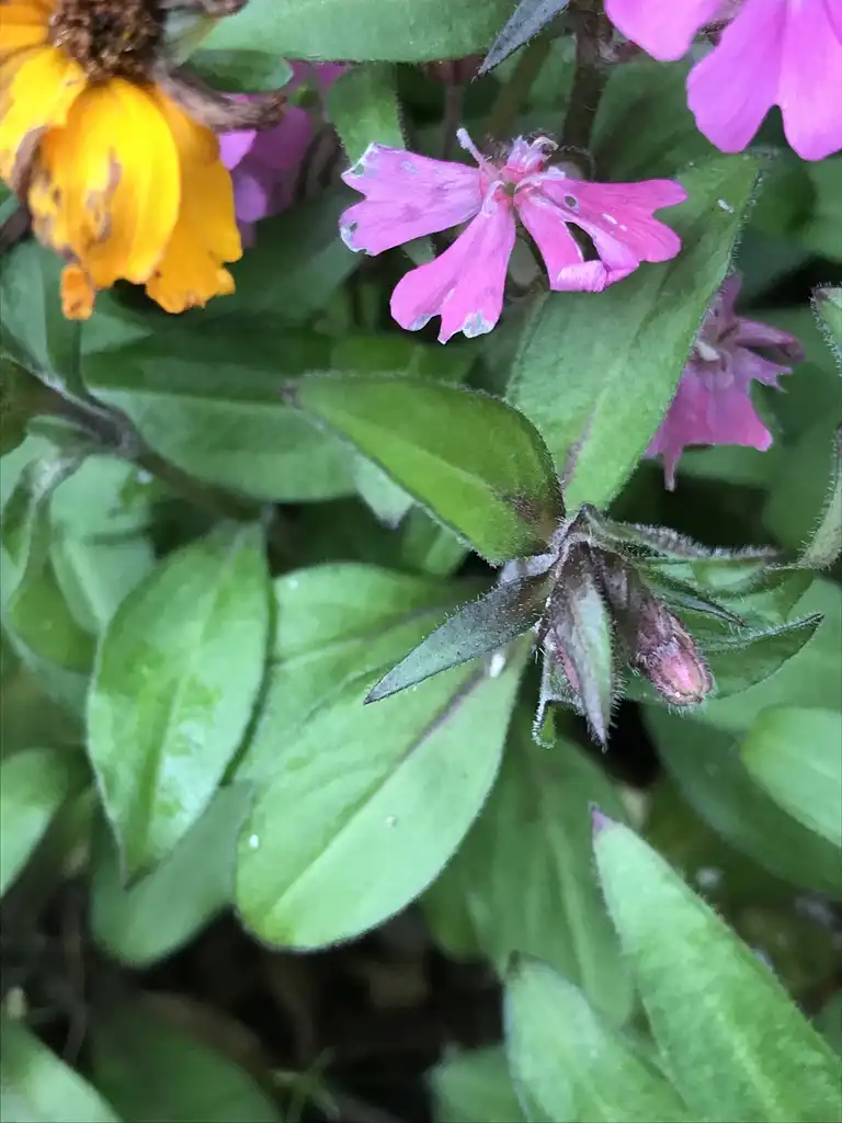 Фото Silene caroliniana (Silene carolinianas)
