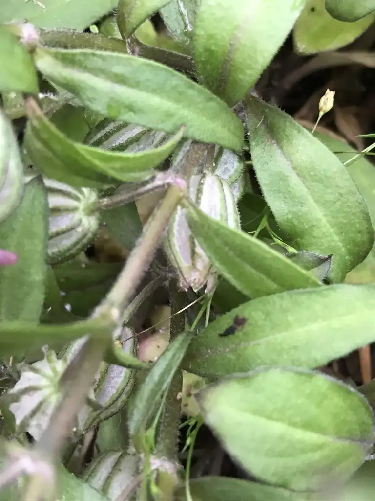 Фото Silene caroliniana - Stem:K. Andre