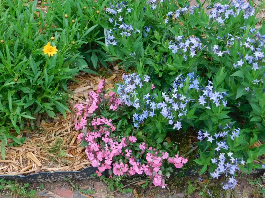 Фото Silene caroliniana - In the landscape with coreopsis and amsonia:K. Andre