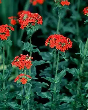 Foto de Silene chalcedonica (Silene chalcedonicas)