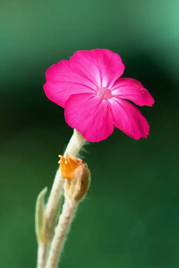 Photo of Silene coronaria (Silene coronarias)