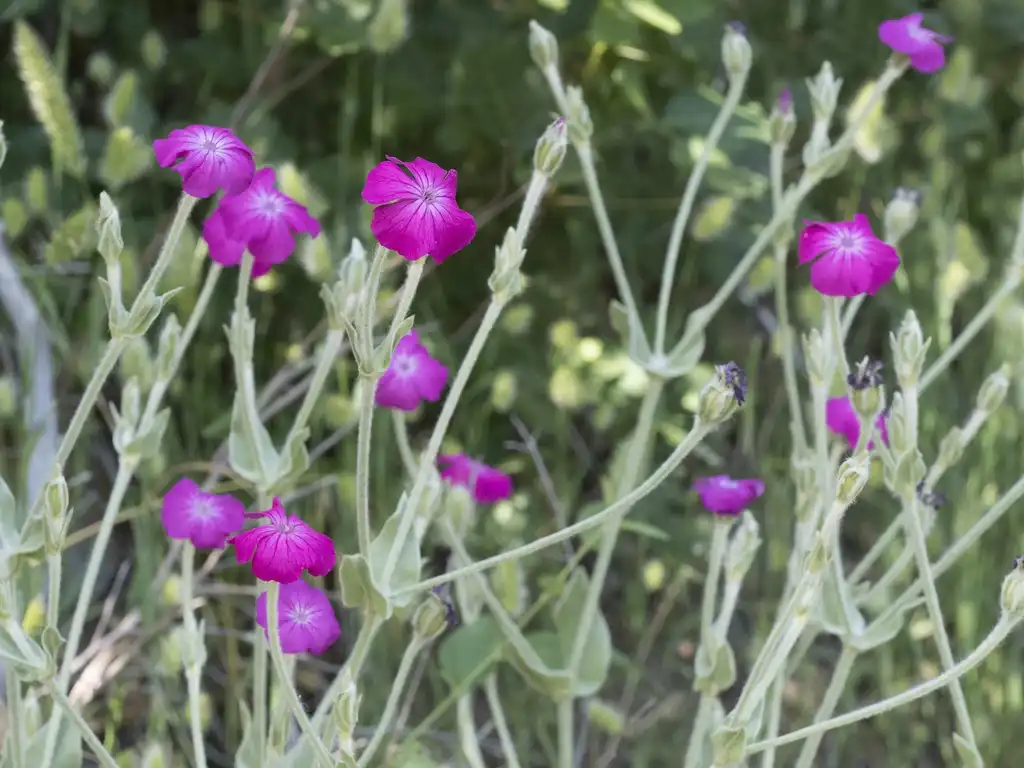 Photo of Silene coronaria (Silene coronarias)