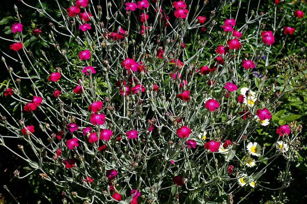 Photo of Silene coronaria - Form:Acabashi