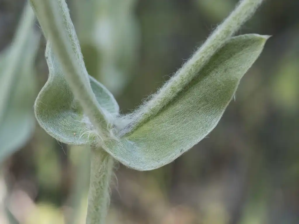 Photo of Silene coronaria - Hair stems:Todd Ramsden