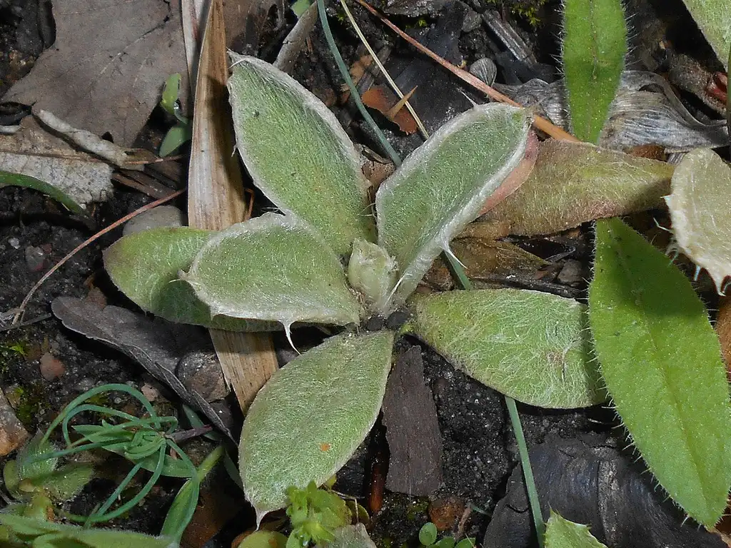 Photo of Silene coronaria - Leaves:Salicyna
