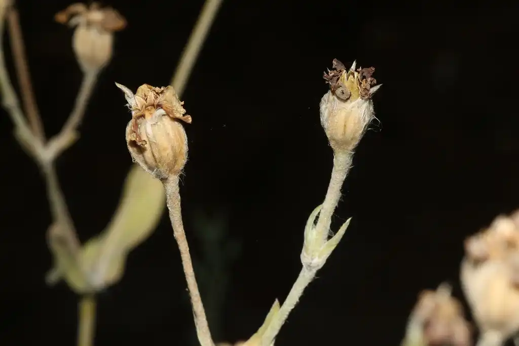 Photo of Silene coronaria - Fruits:James Bailey
