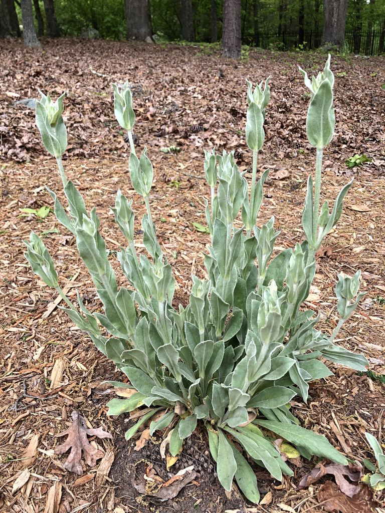 Photo of Silene coronaria - Full Form (Durham County,NC)-Spring:Andrea Laine