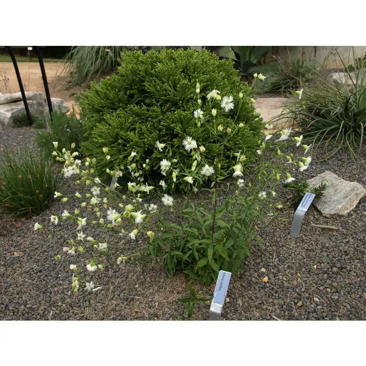 Photo of Silene stellata (Silene stellatas)