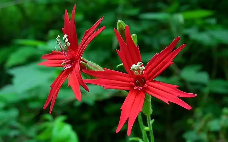 Photo of Silene virginica var. virginica (Silene virginica var. virginicas)