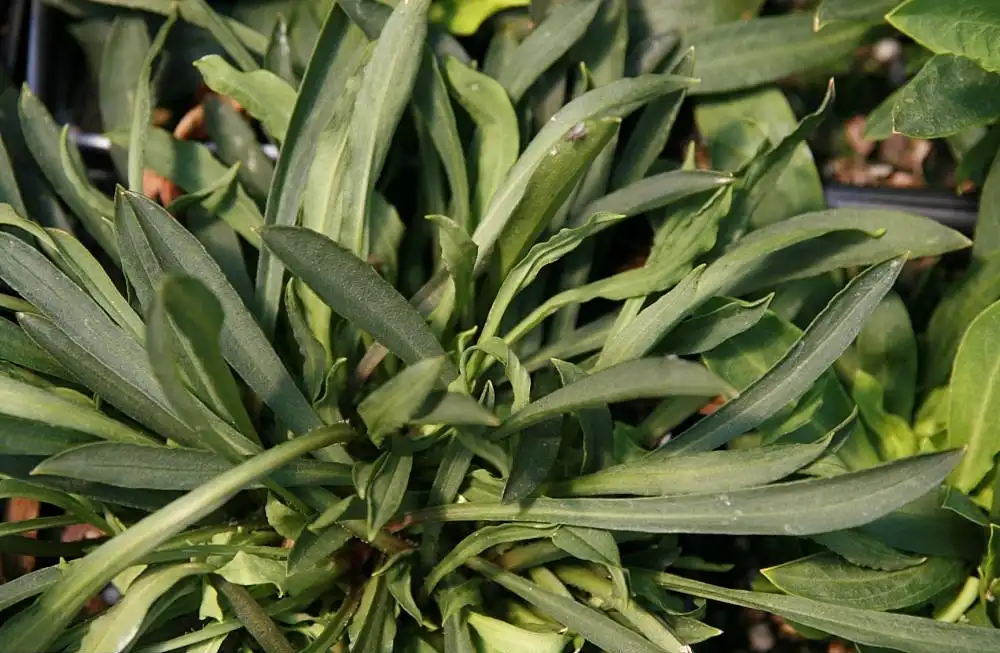 Photo of Silene virginica var. virginica (Silene virginica var. virginicas)