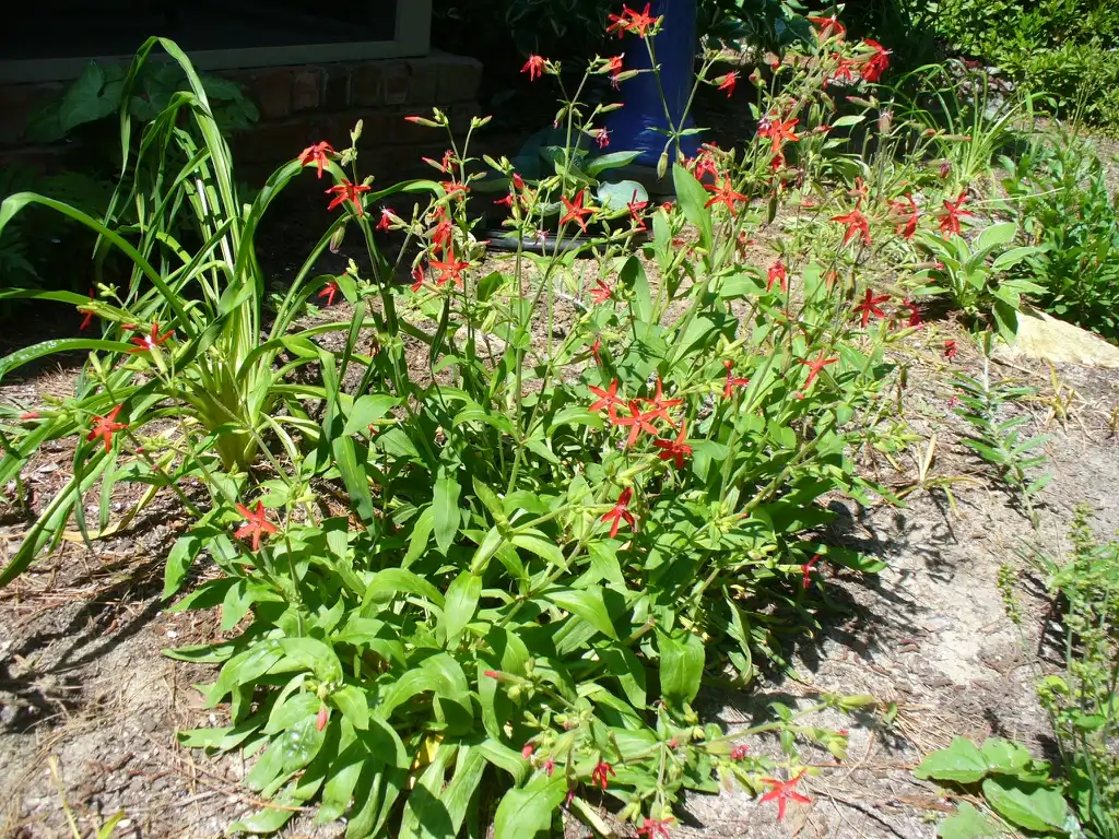 Фото Silene virginica (Silene virginicas)