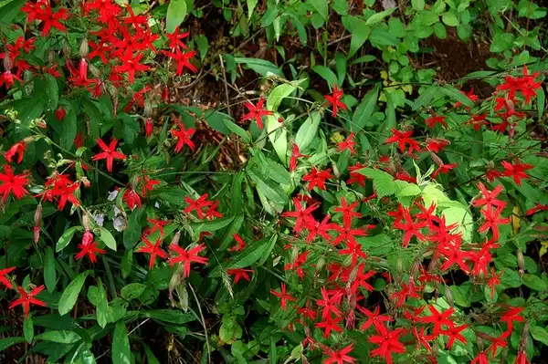 Фото Silene virginica - Form:J RP