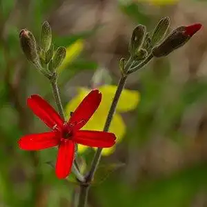 Фото Silene virginica - Silene virginica buds and bloom:Debbie Roos