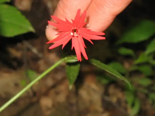Фото Silene virginica - Flower Close-up (Great Smokey Moutains, NC):Stacy Hodes