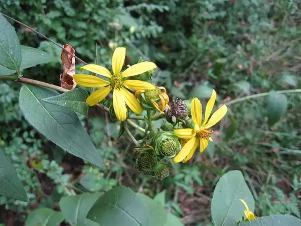 Photo of Silphium asteriscus (Silphium asteriscuss)