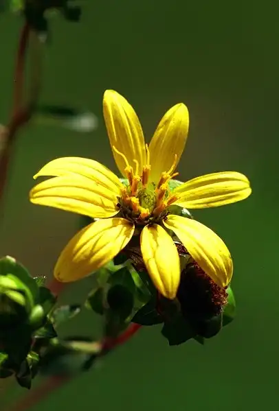 Photo of Silphium asteriscus (Silphium asteriscuss)