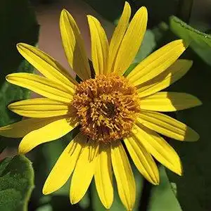 Photo of Silphium asteriscus - Silphium asteriscus bloom detail:Debbie Roos