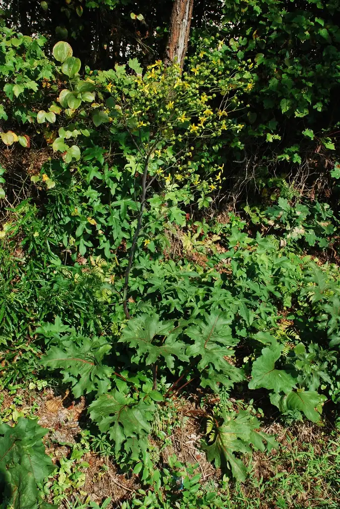 Photo of Silphium compositum (Silphium compositums)