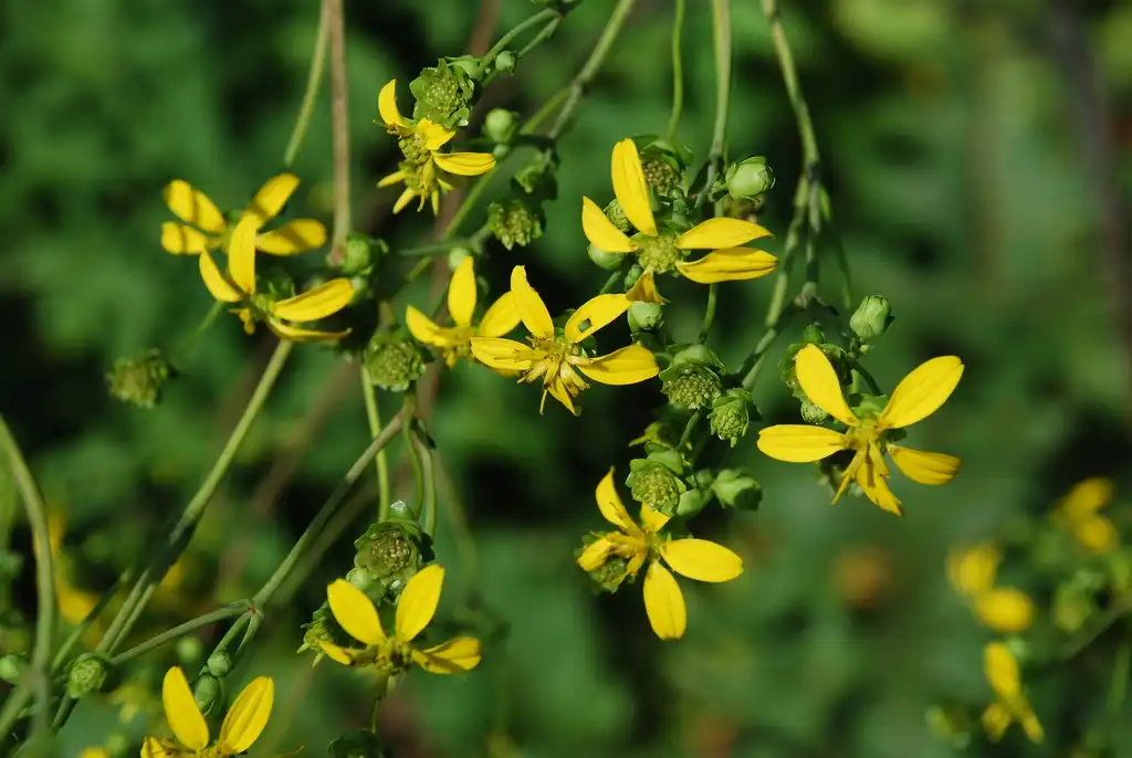 Photo of Silphium compositum (Silphium compositums)