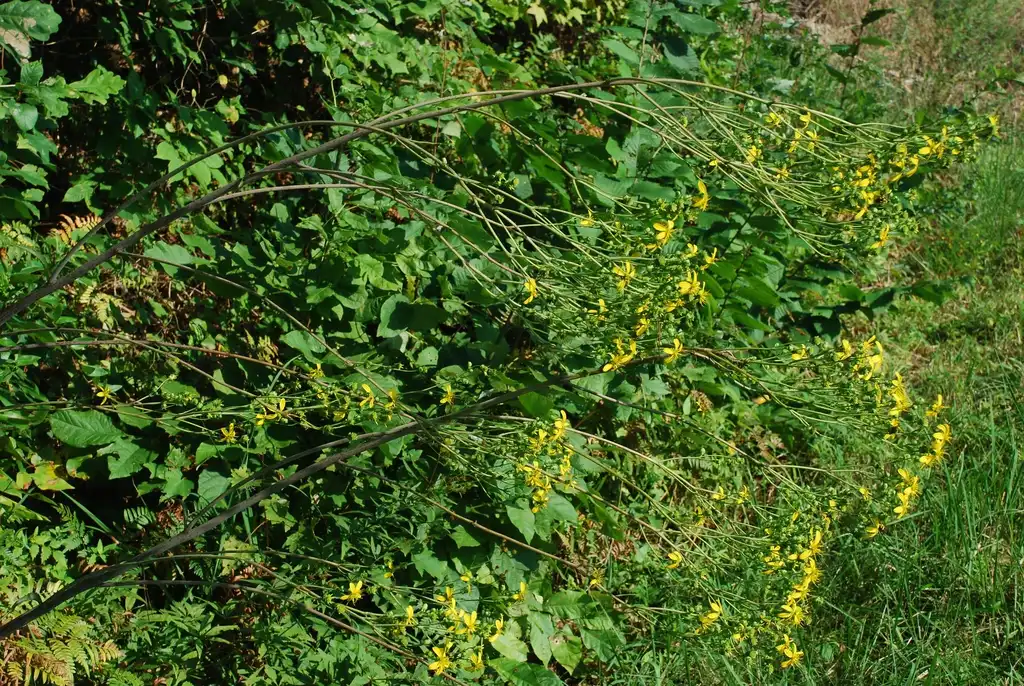 Photo of Silphium compositum - Yellow flowers (Pleasant Garden, NC)-Late Summer:Douglas Goldman, USDA