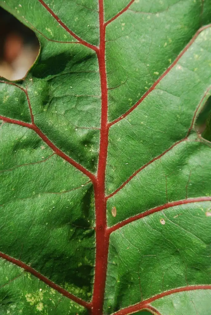 Photo of Silphium compositum - Leaf close-up with red midrib (Pleasant Garden, NC)-Late Summer:Douglas Goldman, USDA