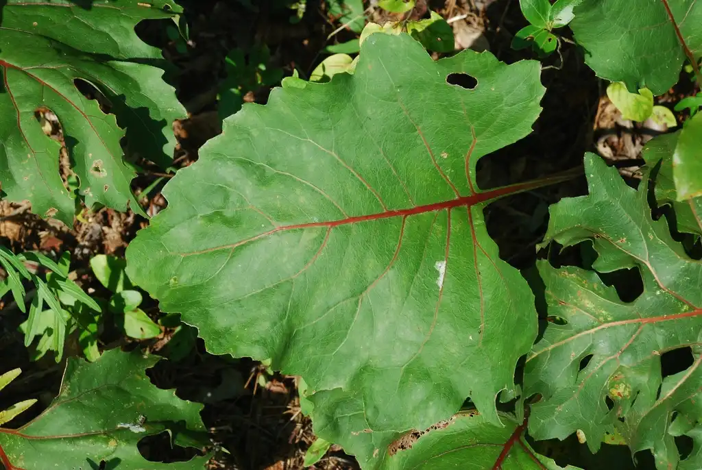 Photo of Silphium compositum - Leaf close-up (Pleasant Garden, NC)-Late Summer:Douglas Goldman, USDA