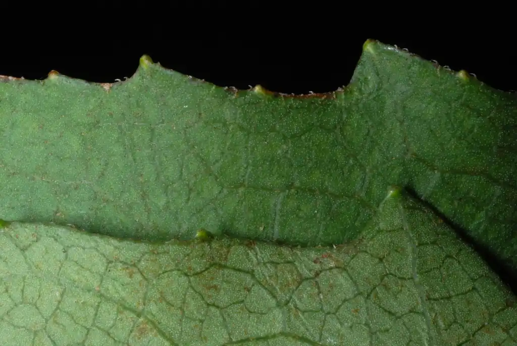 Photo of Silphium compositum - Lobed margin (Pleasant Garden, NC)-Late Summer:Douglas Goldman, USDA